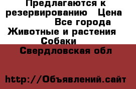 Предлагаются к резервированию › Цена ­ 16 000 - Все города Животные и растения » Собаки   . Свердловская обл.